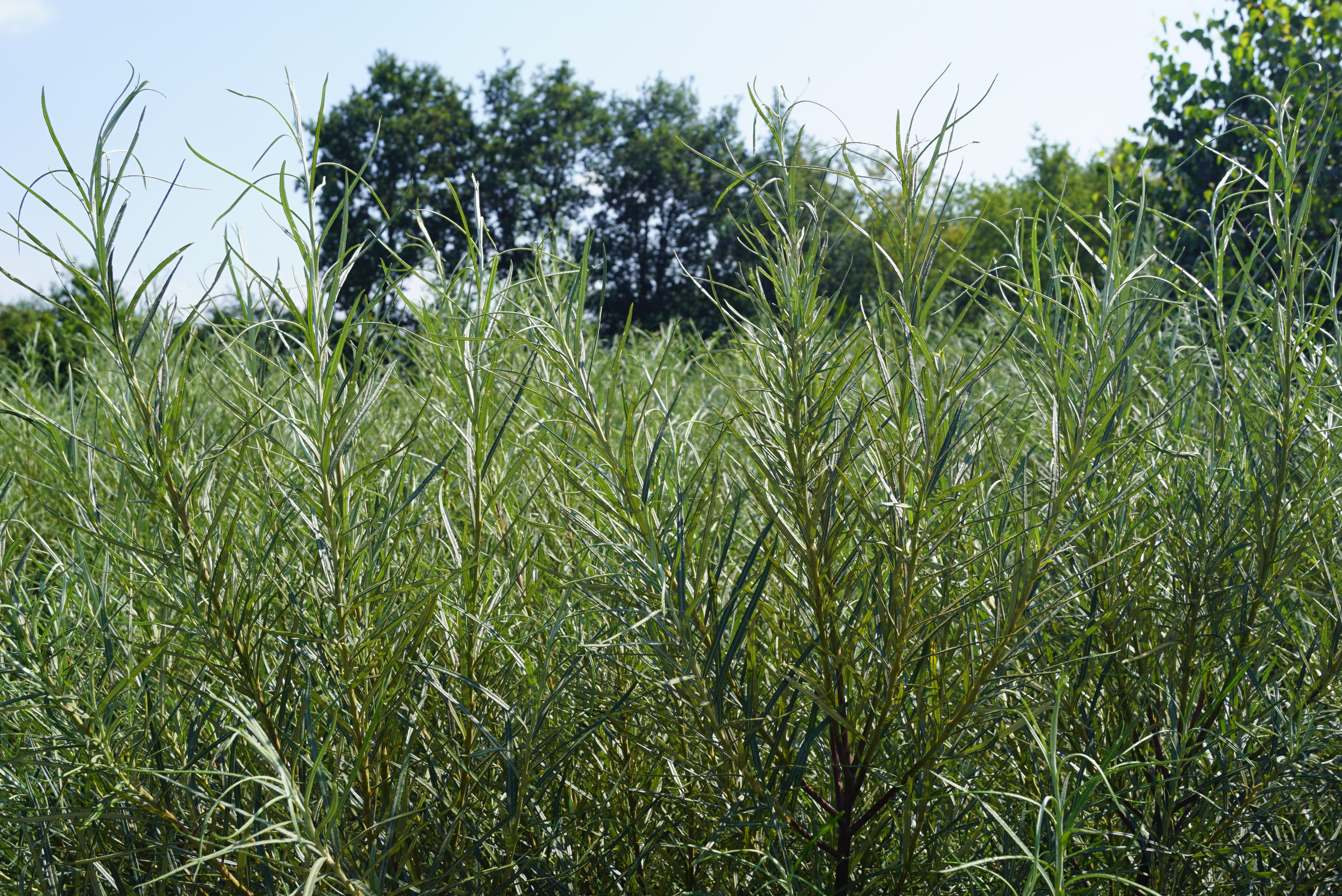 Salix rosmarinifolia (1)-1